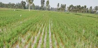 Groundwater and cost savings sachkahoon