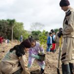 New Zealand Tree Plantation (5)