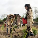 New Zealand Tree Plantation (7)