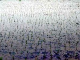 Monsoon