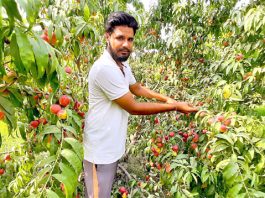 Peach Farming