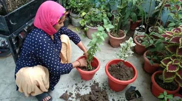 Plantation