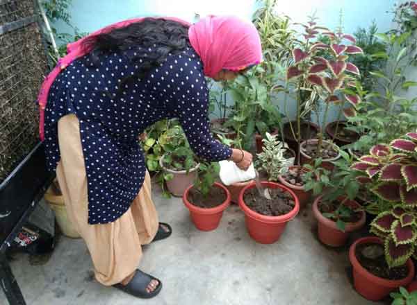 Plantation