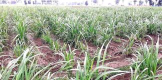 Rain in Kurukshetra Sachkahoon