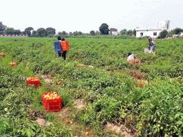 Tomatoes Price Sachkahoon