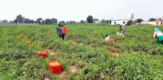 Tomatoes Price Sachkahoon