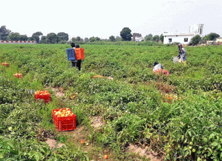 Tomatoes Price Sachkahoon