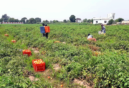 Tomatoes Price Sachkahoon