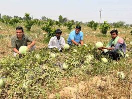 वाह! बंजर जमीन पर उगा डाले रंग-बिरंगे तरबूज Barren Land sachkahoon