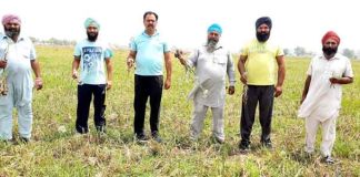 Fake Onion Seeds sachkahoon