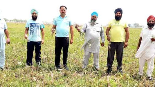 Fake Onion Seeds sachkahoon