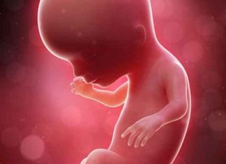 पानीपत में झाड़ियों में मिला भ्रूण, केस दर्ज Fetus sachkahoon