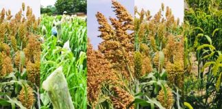 Millets Produced sachkahoon