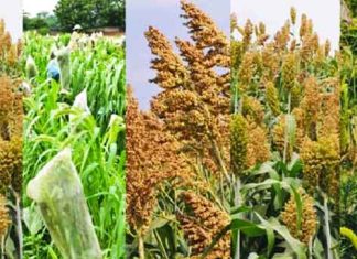 Millets Produced sachkahoon
