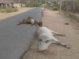 Vehicle Hit the Cows sachkahoon