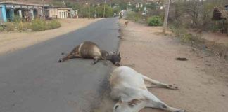 Vehicle Hit the Cows sachkahoon