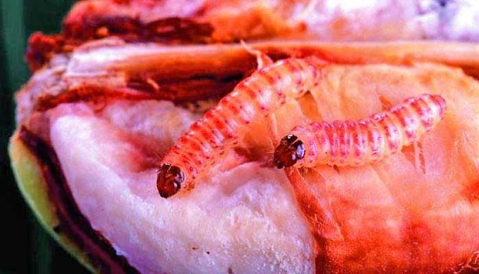 Pink Bollworm