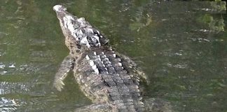 Crocodile