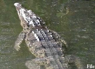 Crocodile