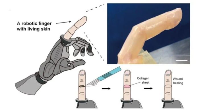 invantion human skin robot finger