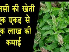 Tulsi