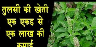 Tulsi