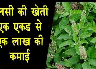 Tulsi