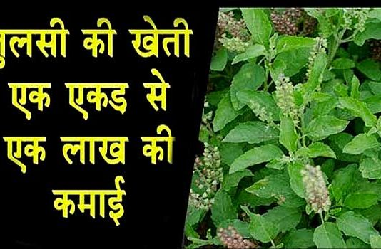 तुलसी की खेती करके खुब कमा रहे बुंदेलखंड के किसान Tulsi