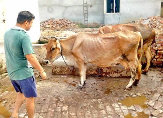 अमलोहा गांव में पशुओं में आई बीमारी ने बढ़ाई पशुपालकों की चिंता