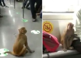 दिल्ली मेट्रो स्टेशनों में बंदरों का आतंक, यात्रियों को बचाने के लिए अलग से गार्ड तैनात Delhi Metro Stations