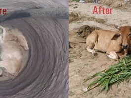 अपनी जान पर खेलकर डेरा अनुयायियों ने कुएं में गिरी गाय को सकुशल बाहर निकाला Dera Followers Saved Cow Life