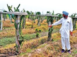 Dragon Fruit Cultivation