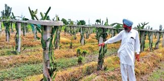 Dragon Fruit Cultivation