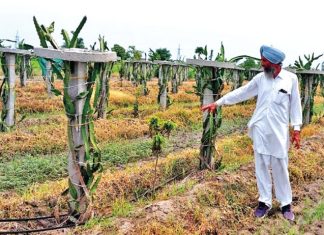 Dragon Fruit Cultivation