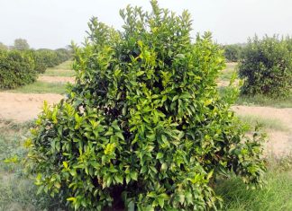 भीषण गर्मी से बागों को 80 प्रतिशत नुकसान