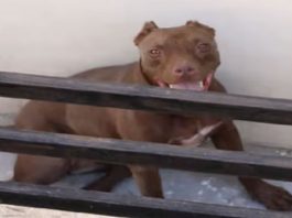 Pitbull