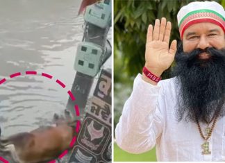 डेरा प्रेमी कुलदीप इन्सां ने अपनी जान जोखिम में डालकर, बचाई गाय की जान Welfare Work