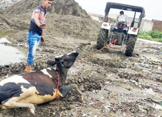 दलदल में फंसी दो गायों को सुरक्षित बाहर निकाला