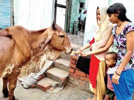 गजब: पूज्य गुरु जी की शिक्षाओं पर चलते हुए डेरा श्रद्धालु गाय को रोटी खिलाते हुए