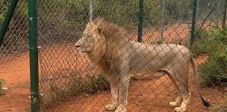 Lion kills Man at Ghana Zoo