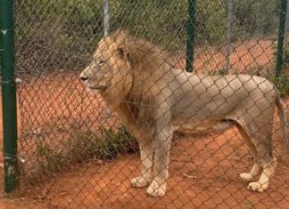 Lion kills Man at Ghana Zoo
