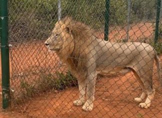 Lion Attacked