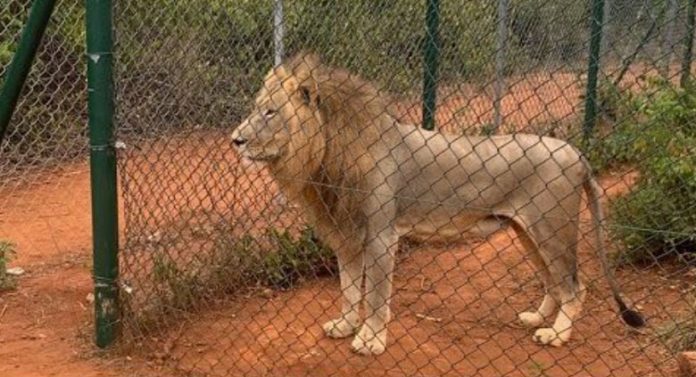 Lion kills Man at Ghana Zoo