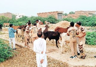 लम्पी स्किन बीमारी की रोकथाम के लिए बेसहारा गौवंश को ग्रीन एस के सेवादारों ने खिलाई दवा
