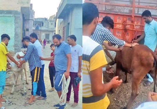 डेरा श्रद्धालुओं ने की लंपी स्किन से बचाव हेतु गायों की सार-संभाल Lumpy Skin