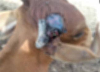 इन्सानियत: रोड़ पर तड़प रही थी गाय, डेरा श्रद्धालु ने देखा, और तुरंत इलाज करवाया