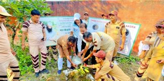 Tree Plantation
