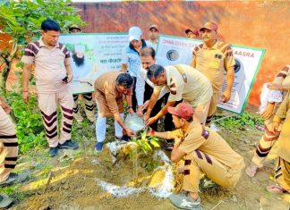 Tree Plantation