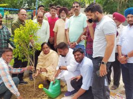 Tree Plantation