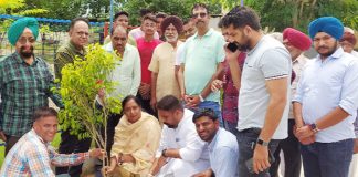 Tree Plantation